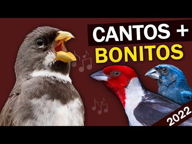 The BRAZILIAN BIRDS Most Beautiful Songs - Top 10 Best Singing Birds In The Brazil