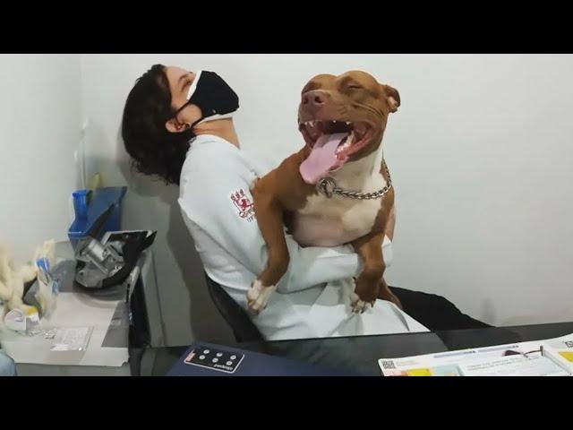 When Your Dog Is A Pro At Vet Visits   Funniest Dog Reaction