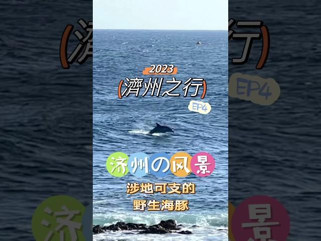 2023濟州行EP4~濟州的風景-涉地可支偶遇野生海豚群 #濟州島 #濟州島自由行 #涉地可支 #野生海豚 #海豚