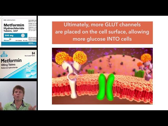 Understanding metformin, the only biguanide