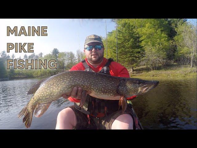 Maine Pike Fishing 2023. Kayak Fishing in my Old Town Predator PDL.
