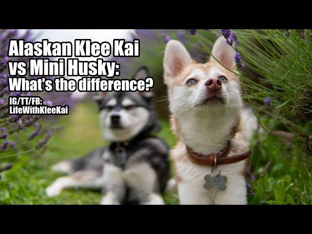 Alaskan Klee Kai vs Mini Husky: What's The Difference? How Are They Similar?