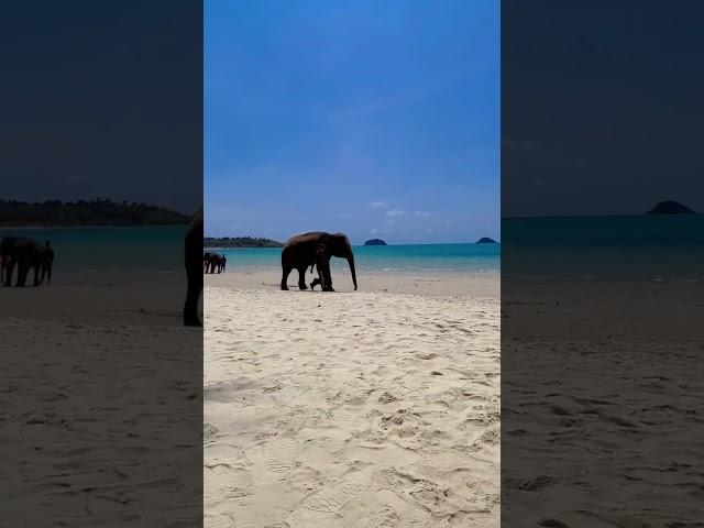 Elephant’s on Kai Bae Beach, Koh Chang.  #beach #thailand #kohchang #island #elephant #paradise