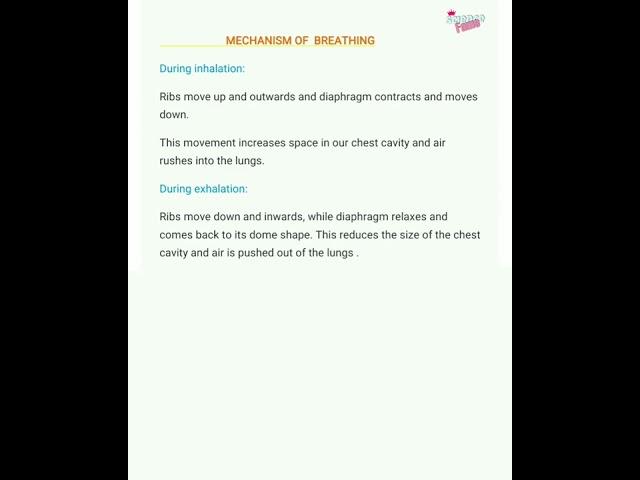 Mechanism of breathing #shorts #sciencevideo #shortsfeed #scienceshort #breathing