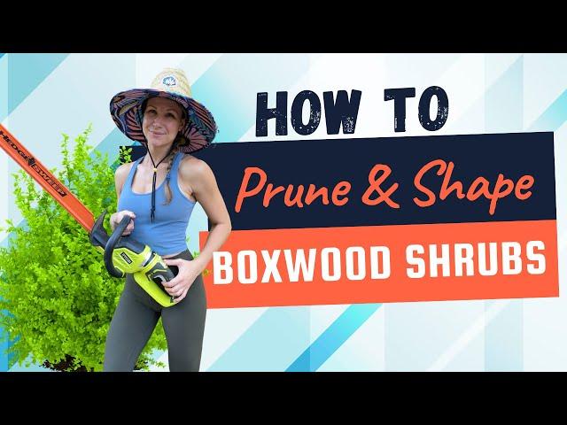 Ultimate Guide: How to Trim and Shape Boxwood Shrubs Like a Pro! ️