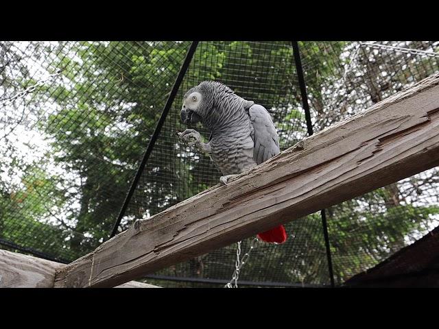 Bean The Grey's FIRST TIME in a BIG Aviary...