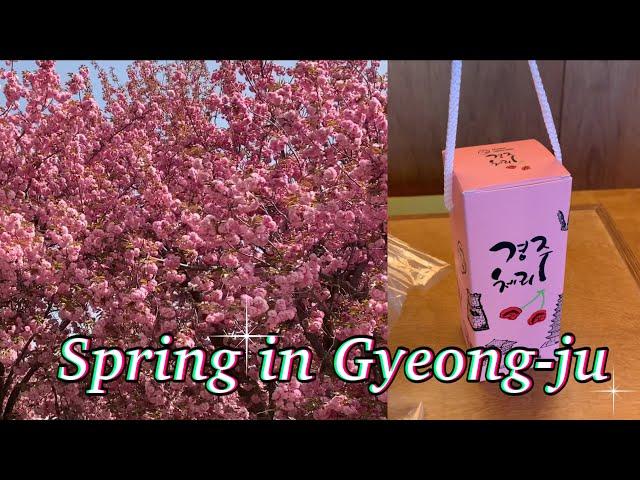 [VLOG] 겹벚꽃 구경 & 체리주 드링킹 in 경주 | 불국사 | 첨성대 | 월정교 | 이스트 1779 | 청온채 | 체리주