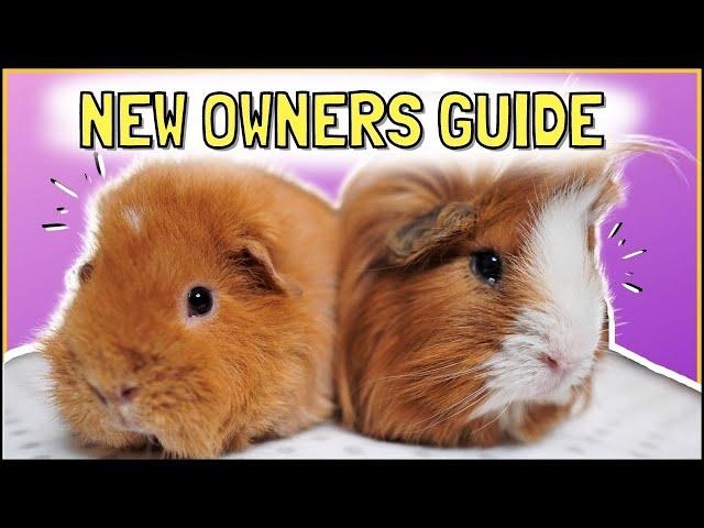 BEGINNERS GUIDE: Becoming a Guinea Pig Owner!