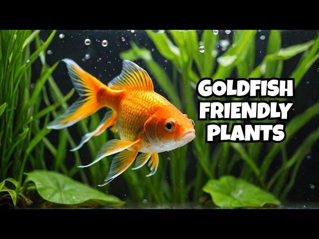 Best Plants for Goldfish (That They Won't Destroy!)