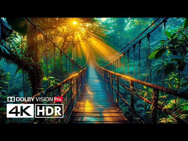 Dolby Vision in 10 Bit - 4K Video HDR 60FPS ULTRA HD