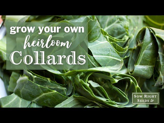 Sow Right Seeds | Collards