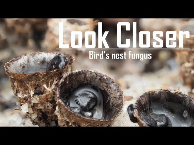 Fungi foray - Bird's nest fungus