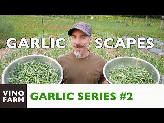 Garlic Scape Pesto - How to Grow Garlic - Part 2