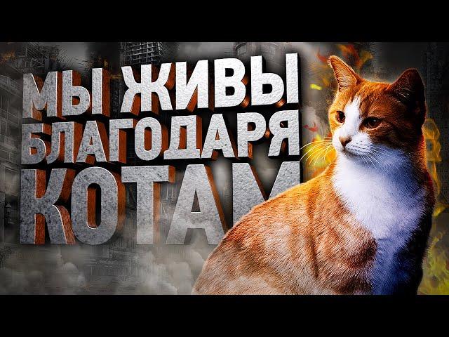 Как кошки тайно спасают нам жизнь