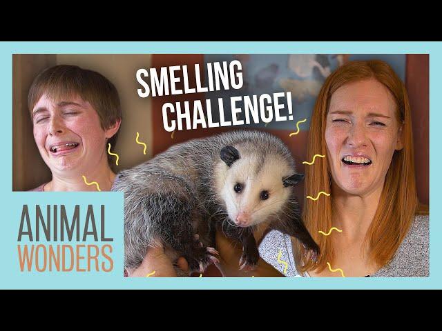 Guess That Animal By Smell Challenge!