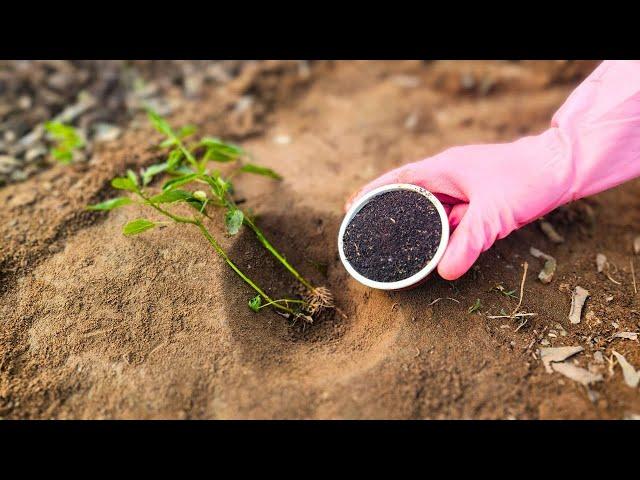 I tried this simple method, it make my Pepper Plants explode with growth!