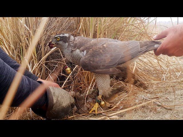 Eagle Hunt Big Brown Partridge 2022 | Partridge Hunting video | Fateh Jang Tv