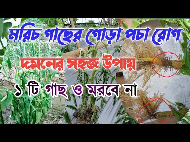 মরিচ গাছের গোড়া পচা রোগের প্রতিকার। লঙ্কা গাছের গোড়া পচা রোগের সমাধান। মরিচ গাছ মারা যাওয়ার কারণ