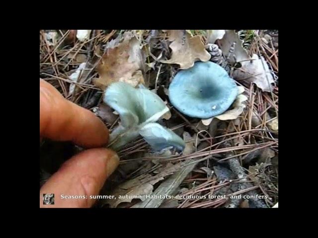 Clitocybe odora. Champimaginatis. English Text.