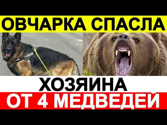 Овчарка спасла хозяина от четверых медведей