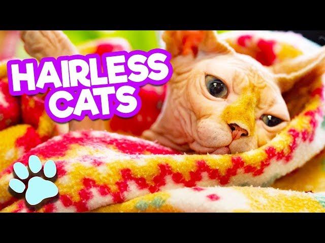 Hooray for Hairless Cats | Funny Cats Compilation | #thatpetlife