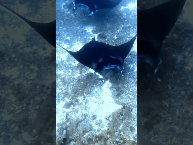 OMG! They're HUGE!  Manta Ray Encounter #shorts