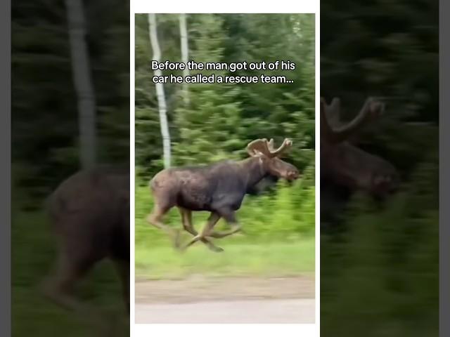 Proof meese are sentient️ #wholesome #animal