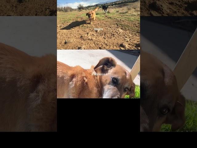 Our Dug  #dtmf #badbunny #pixar #shortsfeed