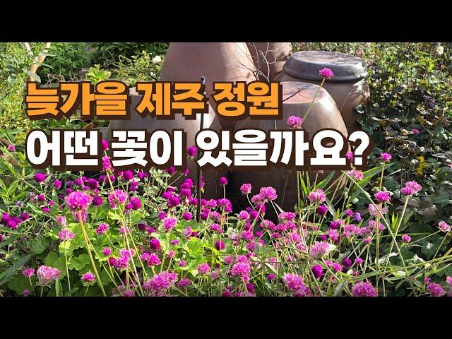 늦가을 제주 정원, 어떤 꽃이 있을까요?