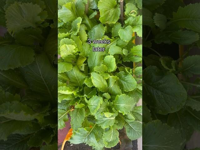 Regrowing Chinese cabbage after harvesting #regrowing #chinesecabbage