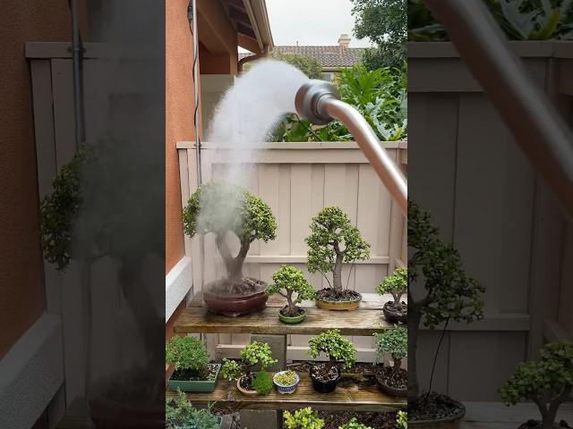 Don’t forget to water #bonsai #bonsaitree #gardening #plants #howtobonsai #portulacariaafra #calm