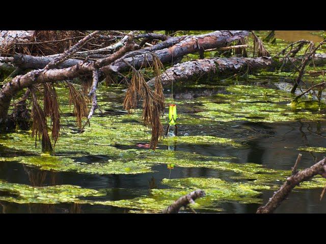 Topwater Frog Fishing! (Big Blowups)