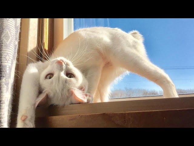  Funniest Cats and Dogs Videos  ||  Hilarious Animal Compilation №368