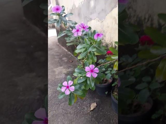 Sabedoria