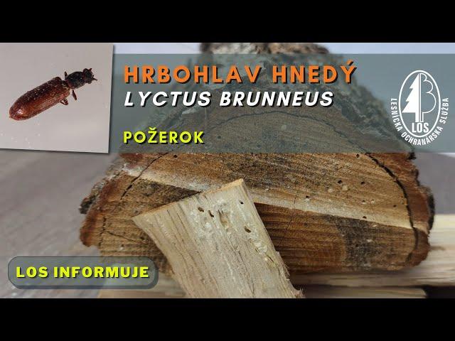 Hrbohlav hnedý (Lyctus brunneus) - požerok