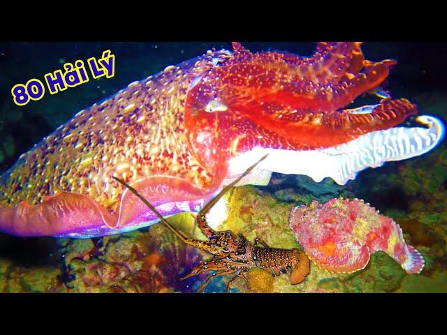 TRUONG SANH DIVING - 3RD NIGHT: FOUND SQUIDBISH, LOBSTER, DEMON FISH