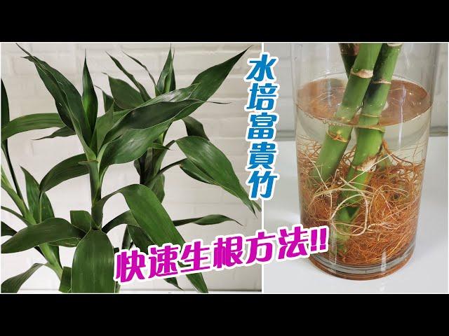 無根富貴竹水培怎樣快速生根和發芽？一個簡單方法，15天就長根啦，生長日記全分享！
