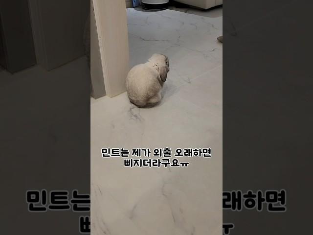 혹시 "토끼"가 생각보다 자주 삐지는 것 아시나요?
