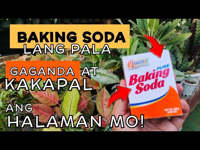 EFFECTIVE GARDEN TIPS USING BAKING SODA | PARA MAPALAGO AT MAPAGANDA ANG HALAMAN