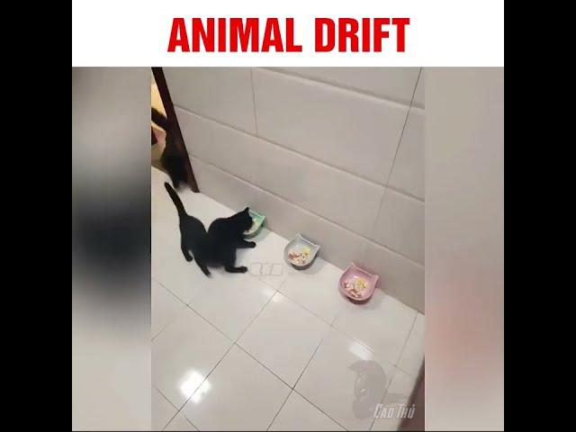 Animal Drift