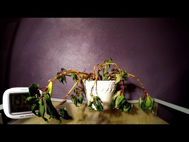 Timelapse: Plant resurrected by water!