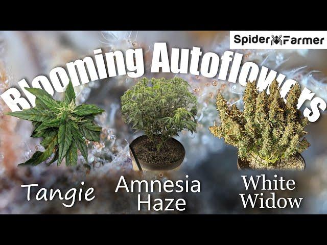 How I Grow E14- Bloom, and Harvesting Autoflowers - White Widow Auto Fastbuds -Spiderfarmer SF4000