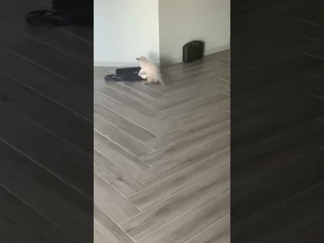 Bubbles the cat playing like a dog