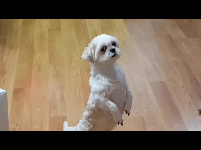 Fabulous Fours of Cute Dogs Can Vlogs are behind the scene's/Bốn đứa bé tuyệt vời ở sau hậu trường