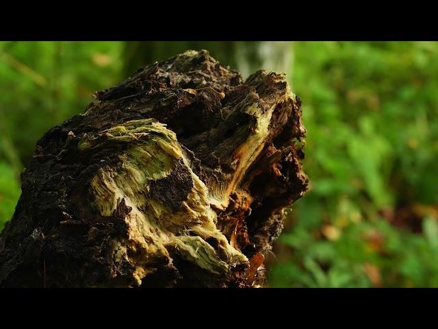 Białowieża Forest: dr inż. Krystian Szczepański