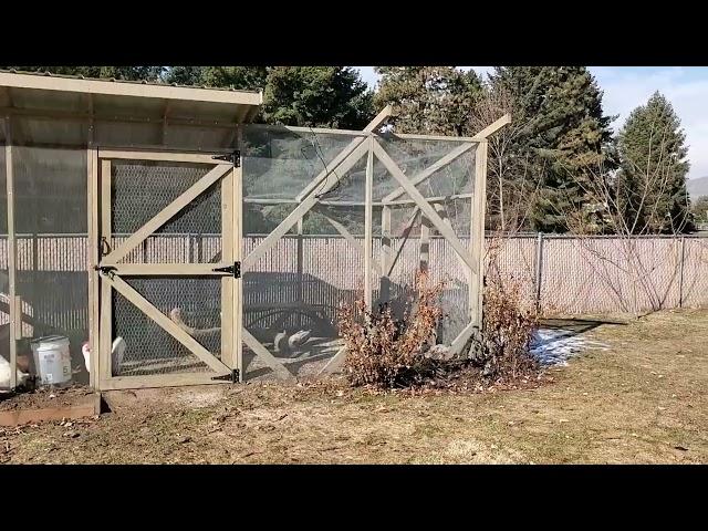 Chicken Coop clean up with "Collie And The Gardener" #chickens #gardening #backyardchickens