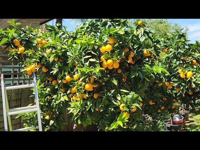 I Finally Pruned My Four Metre Orange Tree In HALF!