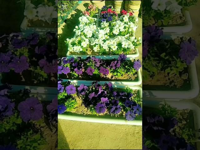 petunia flowers ️ #beautiful flowers #pretty small flowers