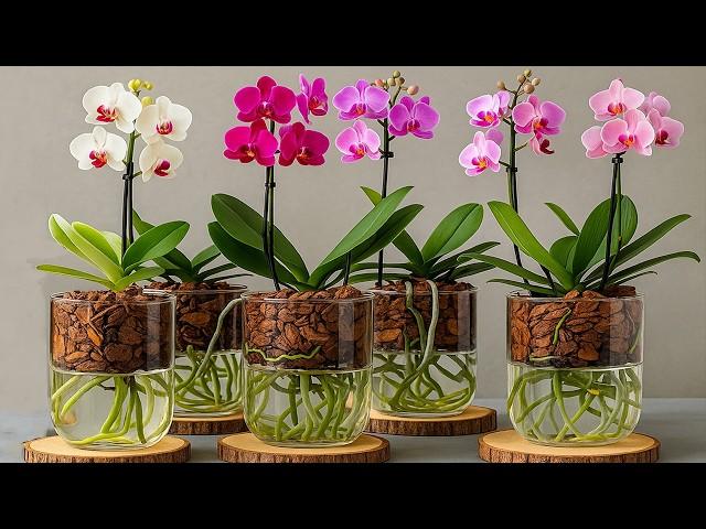 How to Rescue Orchids: Revive Them Easily!