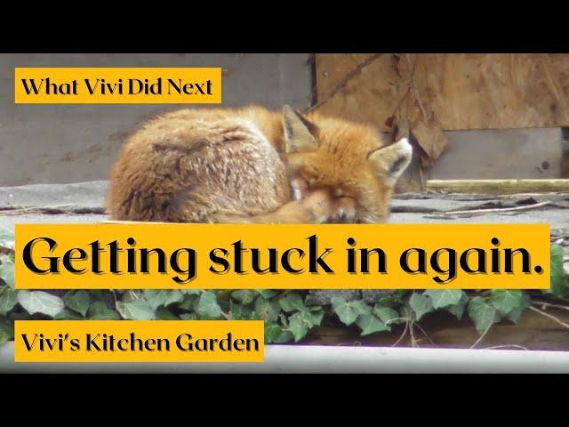 Vivi's Kitchen Garden: Getting stuck in again.